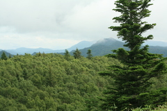 Abies sachalinensis