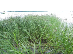 Bolboschoenus yagara