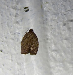Adoxophyes panxantha