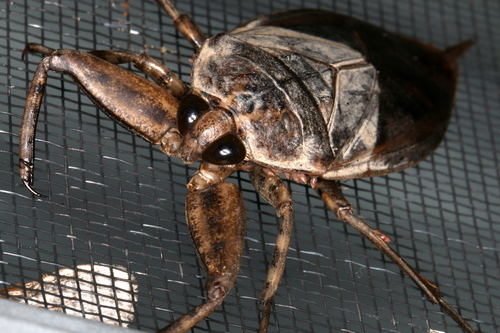 Australasian Giant Water Bug (Lethocerus insulanus) · iNaturalist