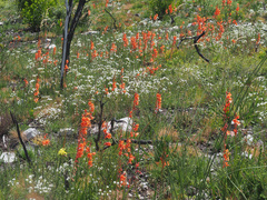 Watsonia stenosiphon