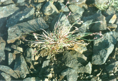 Poa pseudoabbreviata