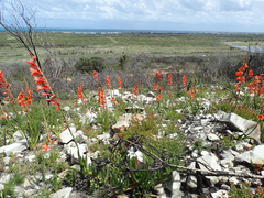 Watsonia stenosiphon