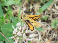 Hylephila