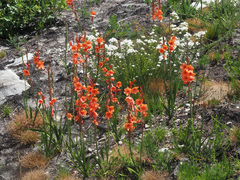 Watsonia stenosiphon