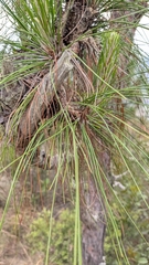 (c) Brodie Cass Talbott, some rights reserved (CC BY) Pinus roxburghii, photograph (c) Brodie Cass Talbott, some rights reserved (CC BY)