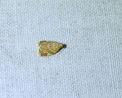 Adoxophyes templana