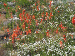 Watsonia stenosiphon