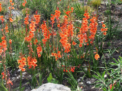 Watsonia stenosiphon