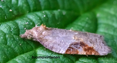 Acleris laterana