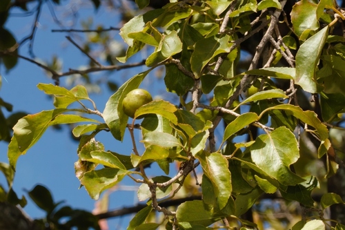 Foto de ameixa-do-governador