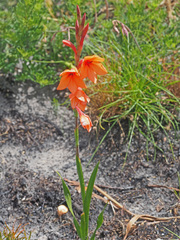 Watsonia stenosiphon