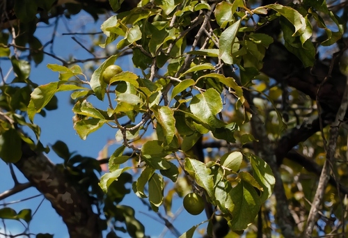 Foto de ameixa-do-governador