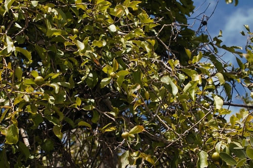 Foto de ameixa-do-governador