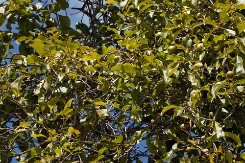 Foto de ameixa-do-governador
