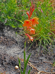 Watsonia stenosiphon