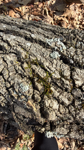 Drummondia prorepens observed 2026-04-04