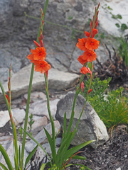 Watsonia stenosiphon