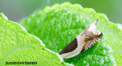 Dobilinis Ancylis nuotrauka