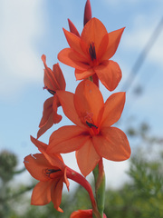 Watsonia stenosiphon