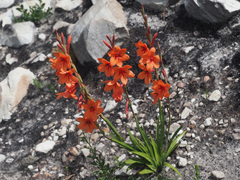 Watsonia stenosiphon