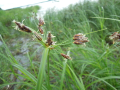 Bolboschoenus yagara