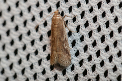 Euzophera cinerosella