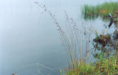 Poa sibirica
