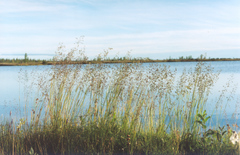 Poa sibirica