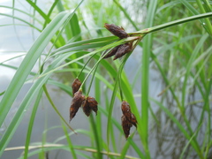 Bolboschoenus yagara
