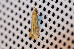 Helcystogramma albinervis