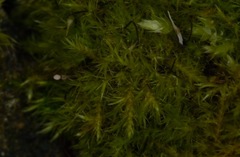 Rhynchostegiella tenella