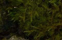Rhynchostegiella tenella