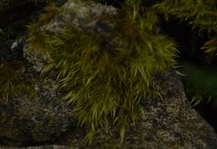 Rhynchostegiella tenella
