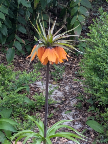 Fritillaria imperialis