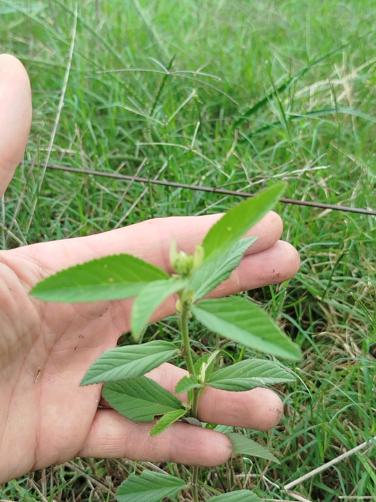Cuban Jute (Sida rhombifolia)