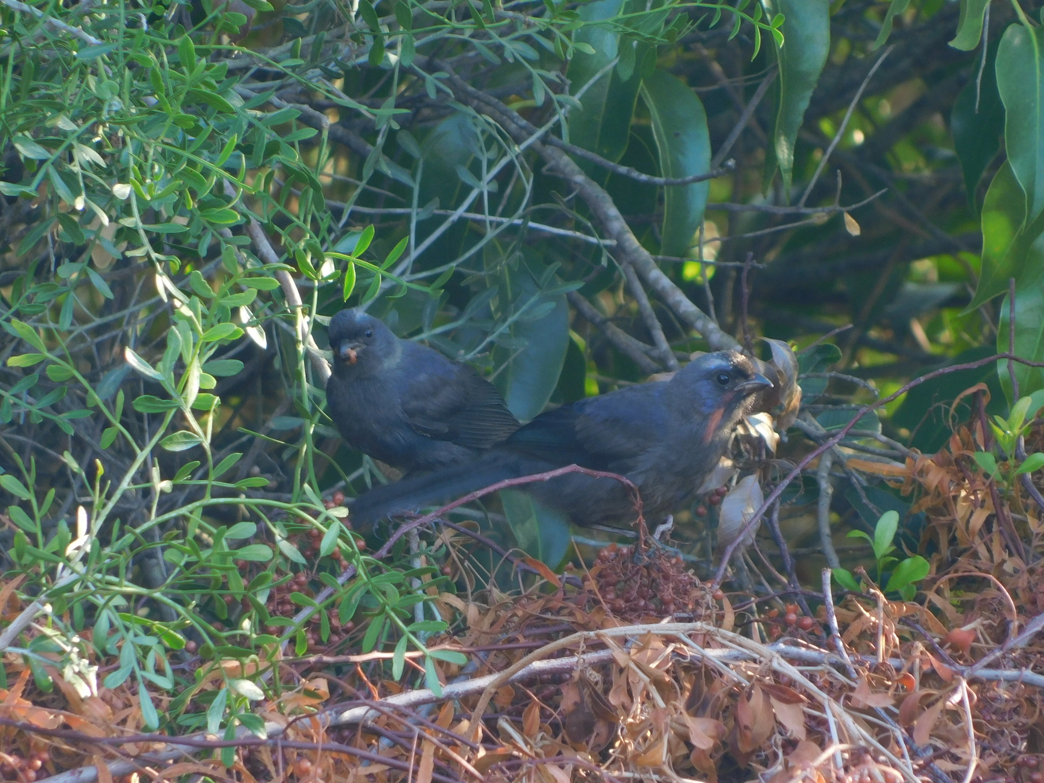 Diademed Tanager (Stephanophorus diadematus), photo 7