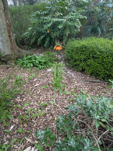 Fritillaria imperialis