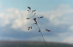 Poa sibirica
