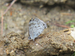 Hypolycaena kina