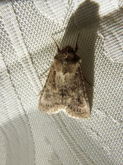 Lepidoptera
