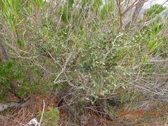 Viscum rotundifolium