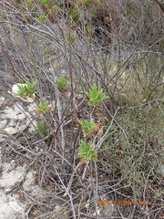 Pelargonium citronellum