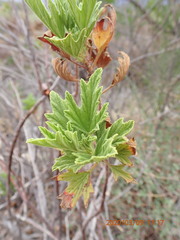 Pelargonium citronellum