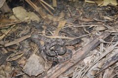 Boiga cynodon