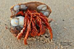 Clibanarius infraspinatus