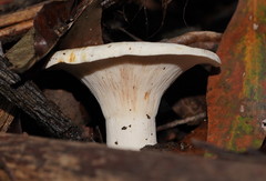 Lactifluus albopicrus