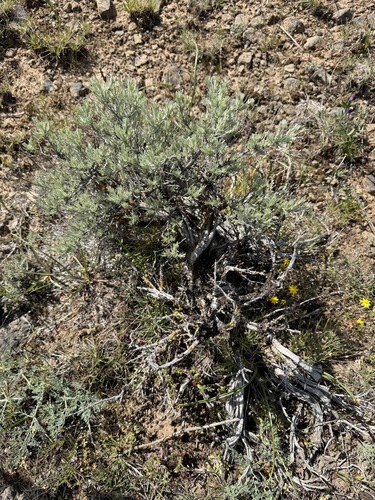 Scabland Sagebrush (Artemisia rigida)