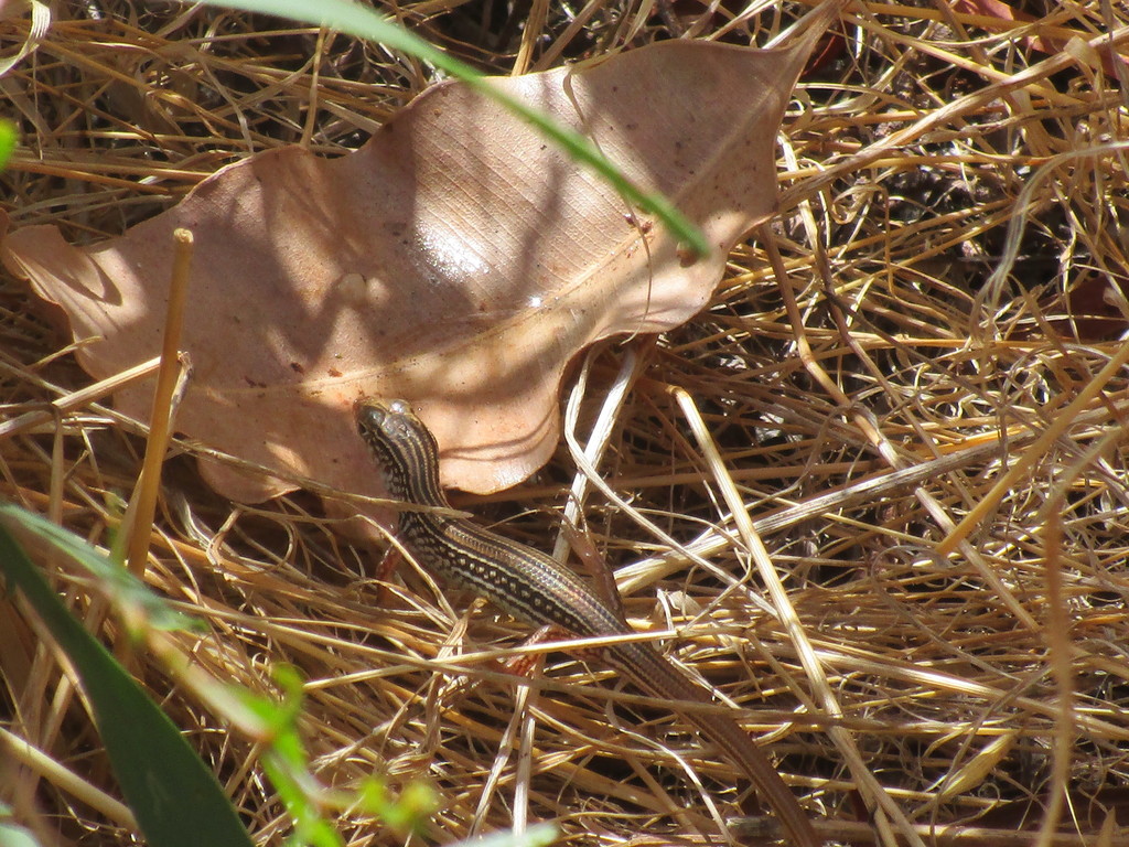 Western Limestone Ctenotus