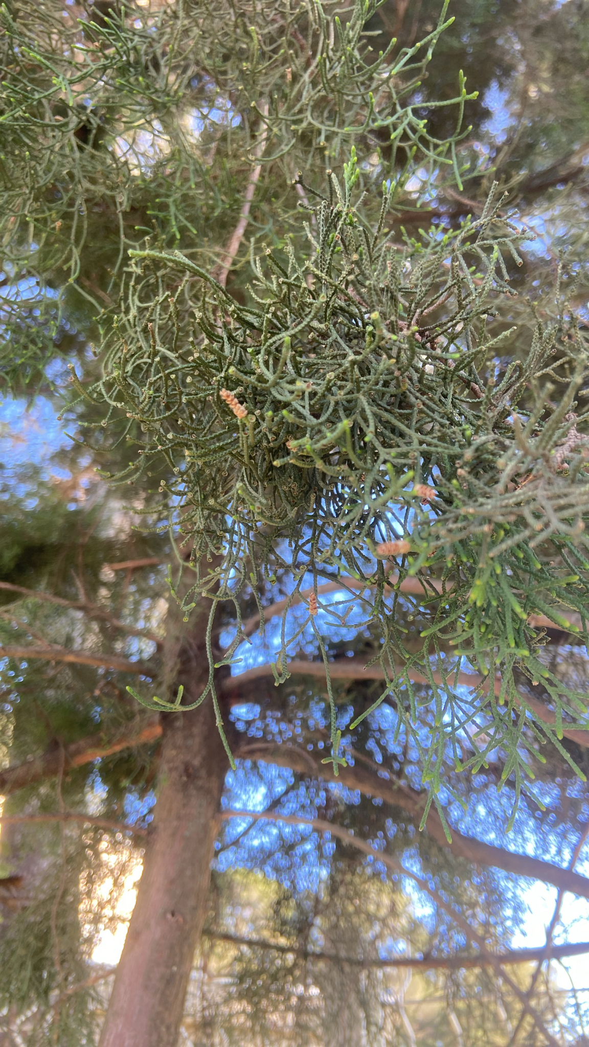 Mediterranean Cypress (Cupressus sempervirens)